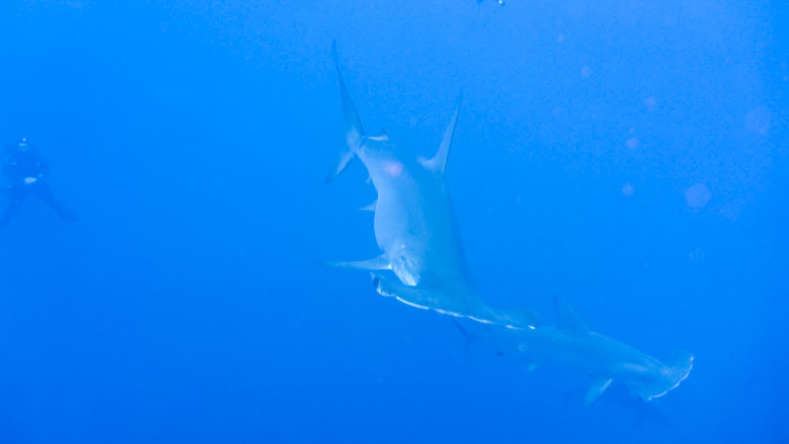 Diving in Hurghada, Egypt: Beautiful Coral Reefs and Shipwrecks