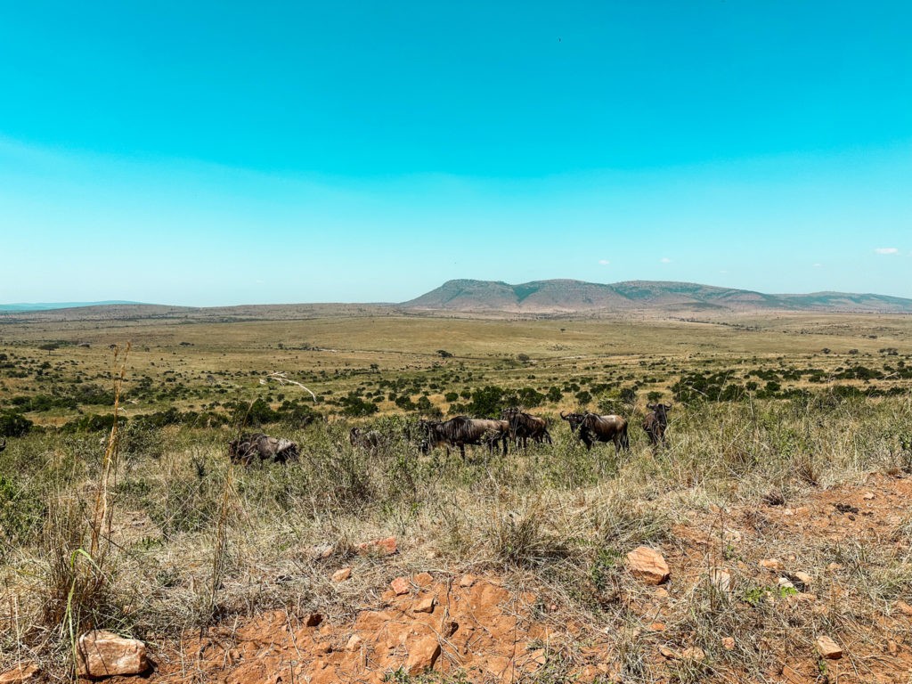 Safari Experience in Masai Mara National Park - Wilderbeest during Migration season