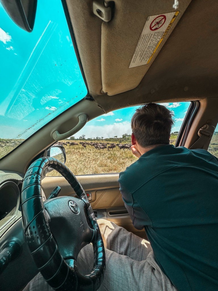 Safari Experience in Masai Mara National Park - Wilderbeest during Migration season observed during a game drive