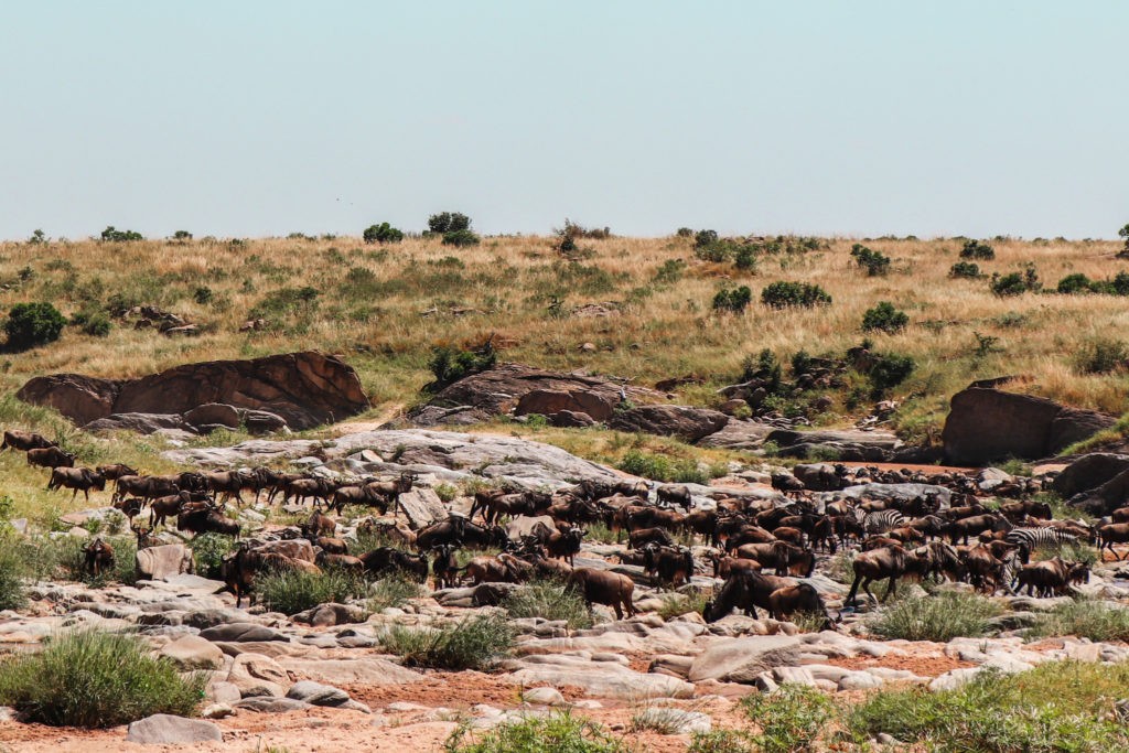 Safari Experience in Masai Mara National Park - Wilderbeest River Crossing during Migration