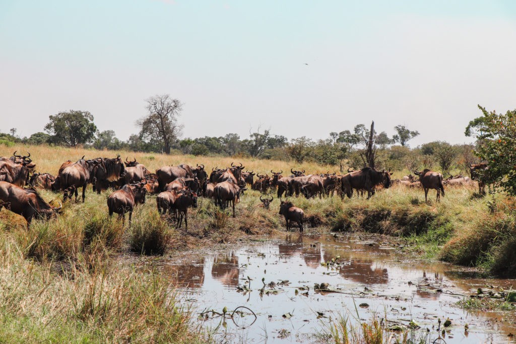 Safari Experience in Masai Mara National Park - Wilderbeest River Crossing during Migration