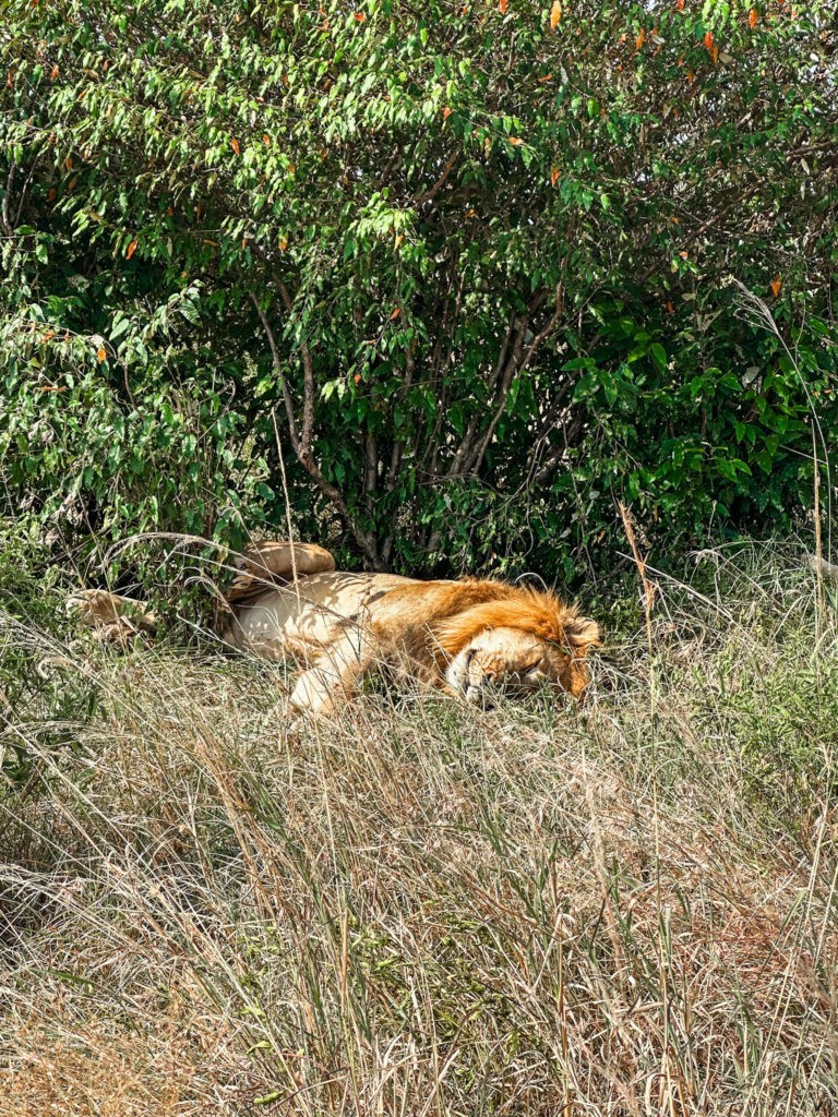 Sleeping Lion inside Masai Mara National Park Seen in a Safari during Game Drive