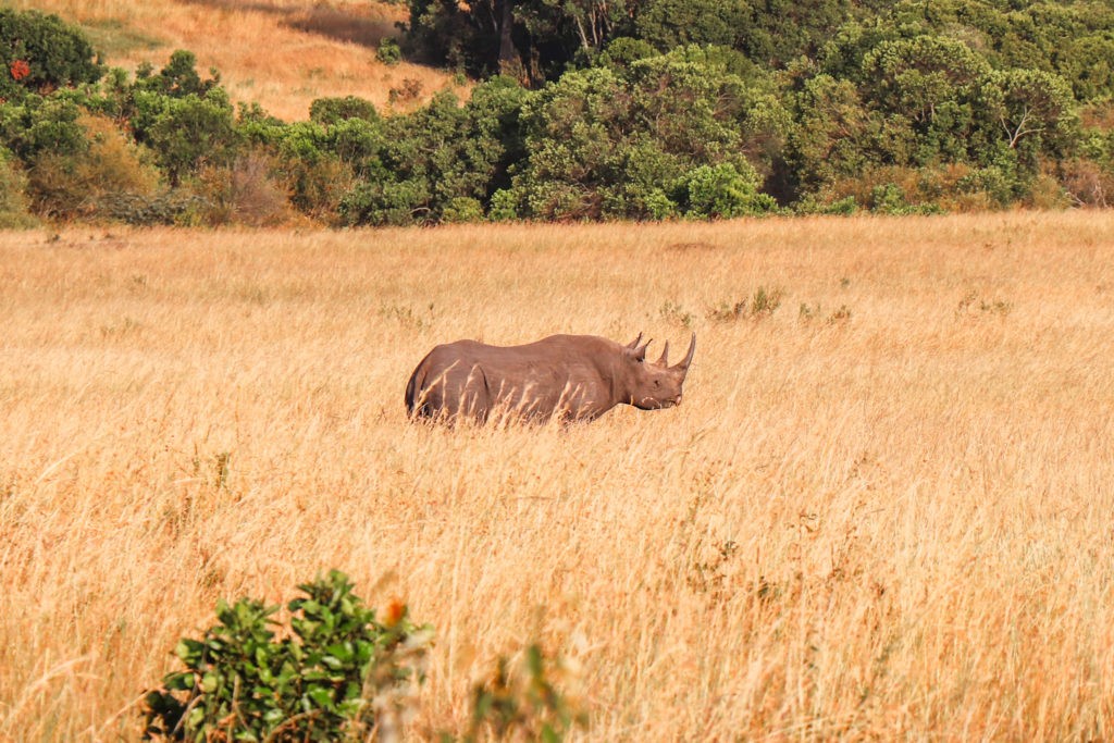 Walking Rhino at Masai Mara National Park during Safari and Game Drive.