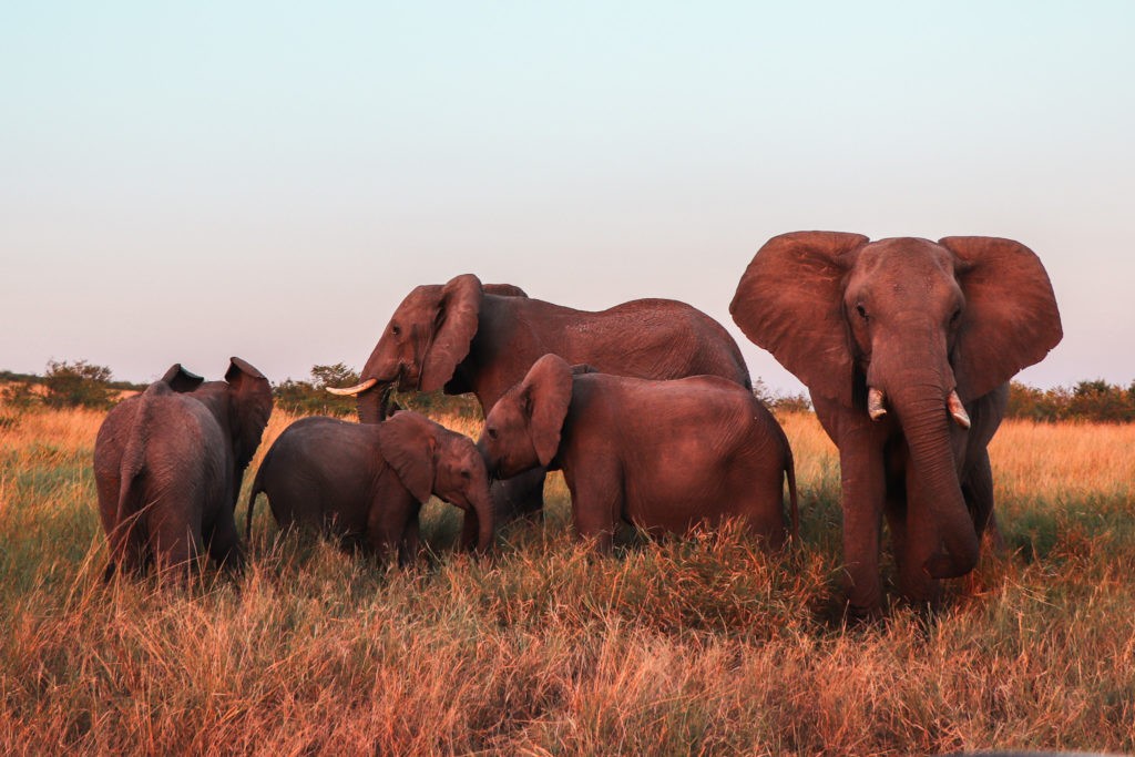 Masai Mara - 5 Elephants at Sunset in the Masai Mara Landscape in Kenya