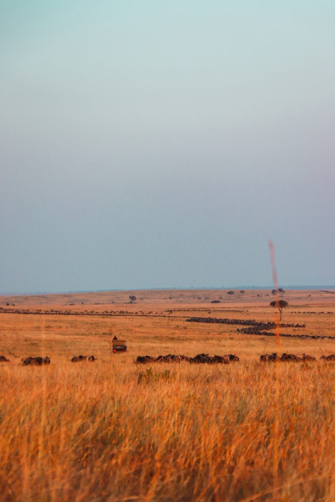 A Safari Experience at Masai Mara, Kenya. A Safari Vehicle Visible At Sunset With A Lot Of Elephants. Seen at a Game Drive.