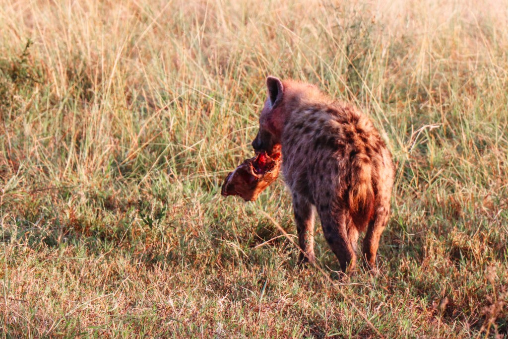 Eating Hyena inside Masai Mara National Park in Kenya, seen on a Game Drive / Safari Experience