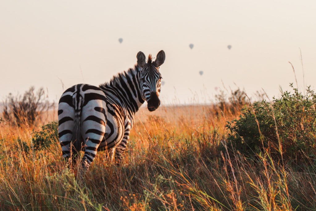 Masai Mara - A Zebra In Front Of Hot Air Baloons In The Masai Mara National Park At Sunset