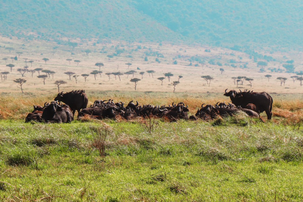 Buffalos inside Masai Mara National Park during Migration Season. Seen in A Game Drive Safari.