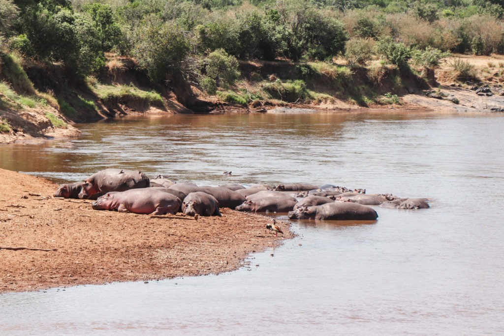 Sunbathing Hippos inside Masai Mara National Park in Kenya, seen on a Game Drive / Safari Experience