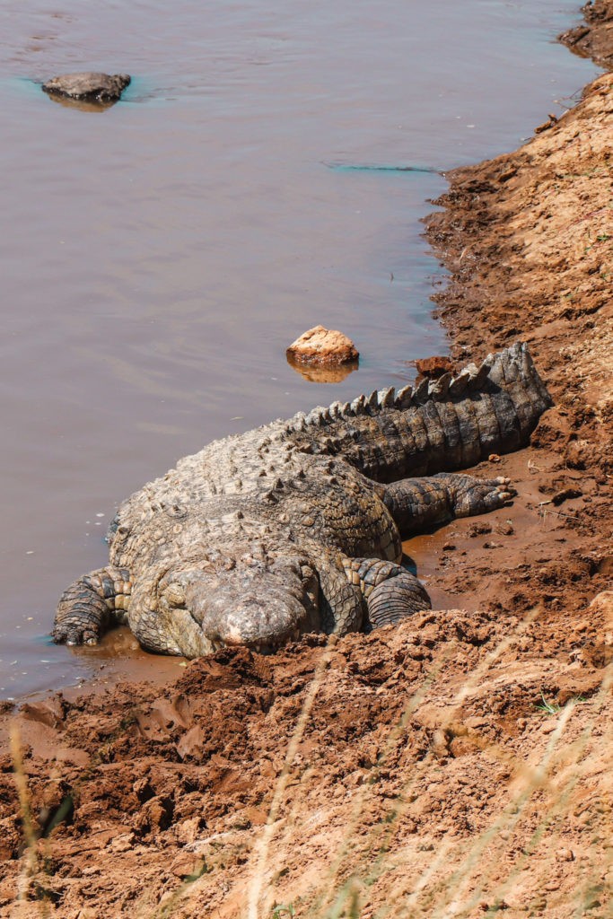 Sleeping Crocodile inside Masai Mara National Park in Kenya, seen on a Game Drive / Safari Experience