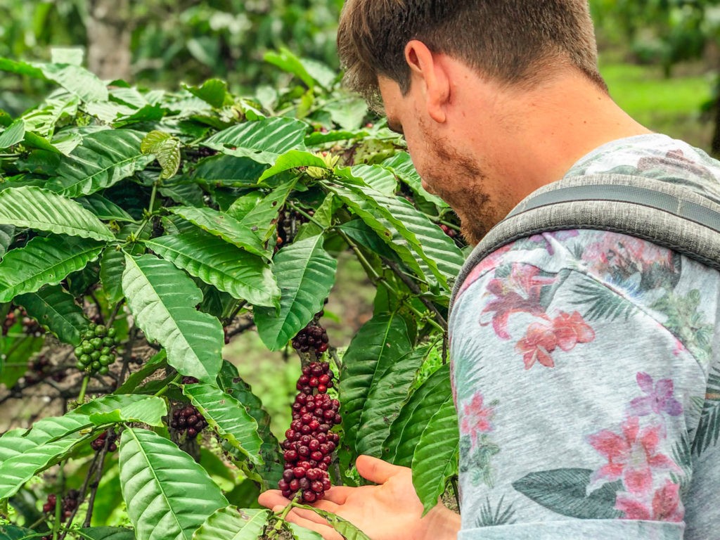 Best Things to do in Minca - Visit to A Coffee Plantation
