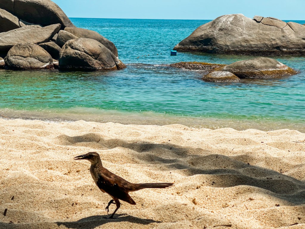 Guide to Tayrona National Park 2023 - Best Things to Do in Tayrona (Bird)