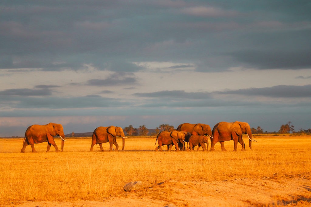 Herd of Elephants seen at a Safari in Amboseli