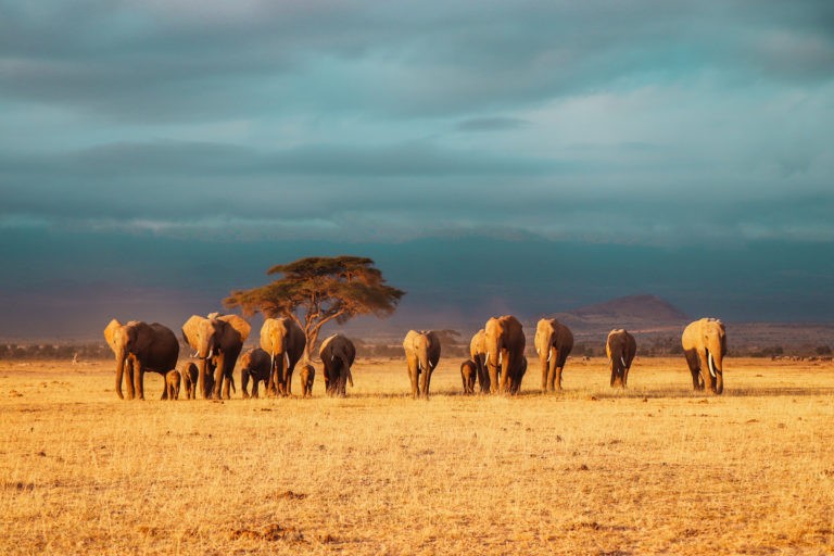 Another herd of Elephants seen at a Safari in Amboseli