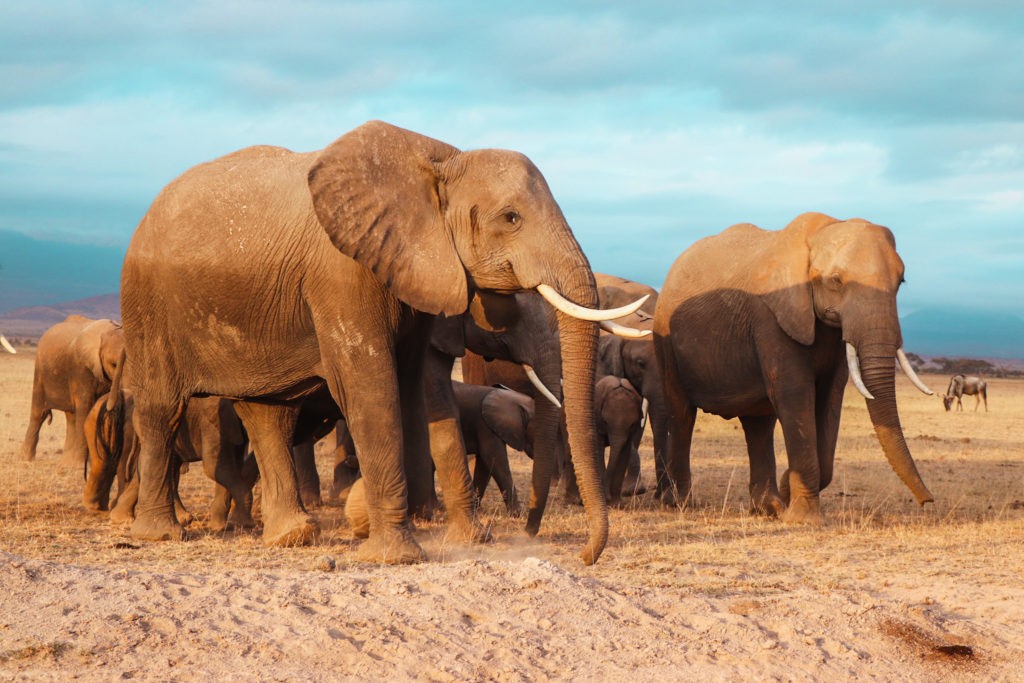 A herd of Elephants close to our camera, seen during a safari in Amboseli National Park