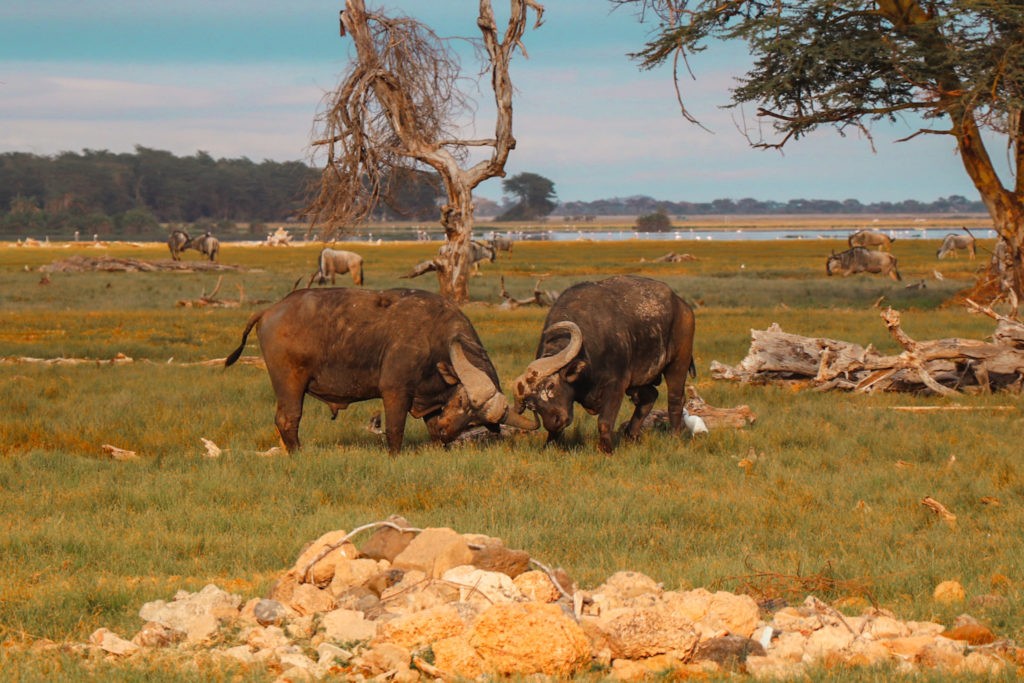 Two buffaloes fighting spotted during our safari in Amboseli National Park