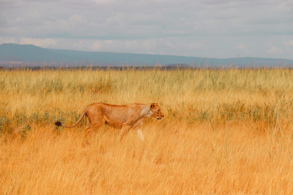 An outgrown lioness spotted during our Safari in Amboseli National Park