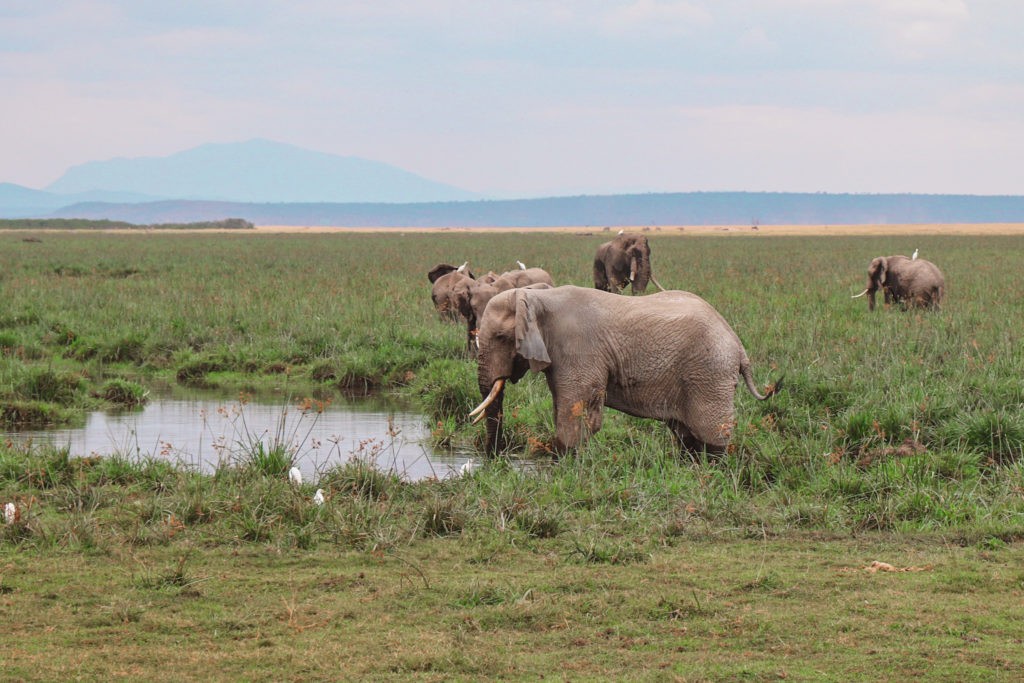 A herd of Elephants in the Amboseli National Park in Kenya, the Best Place to See Elephants