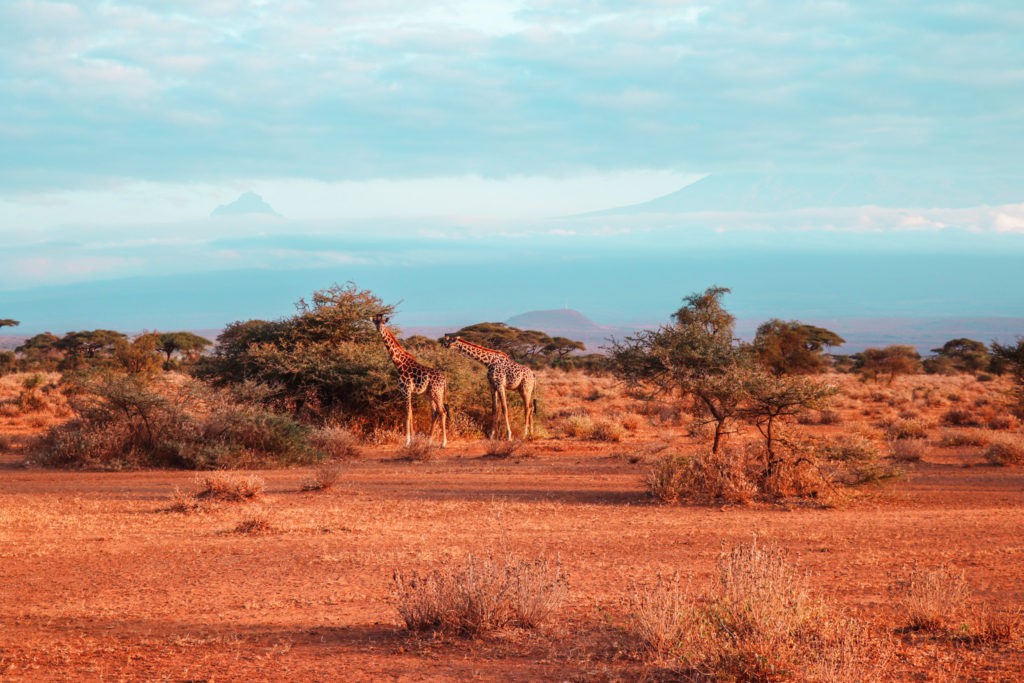 Two Giraffes seen at a Safari in Amboseli