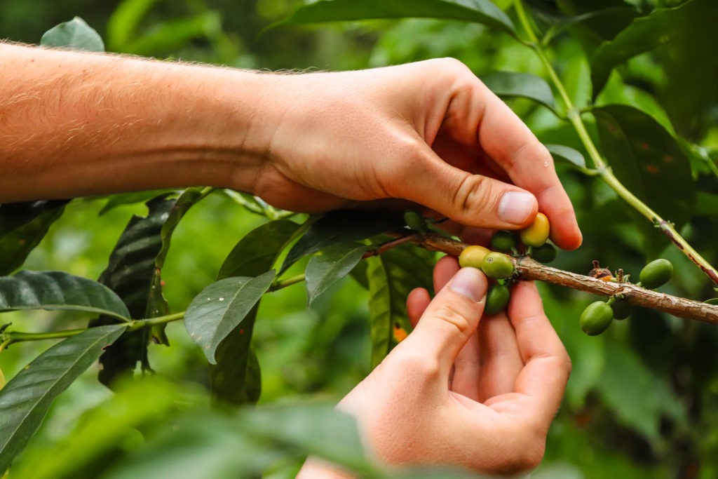 Best Things To Do in Salento - Visit a Coffee Plantation - Harvesting Coffee from a Coffee Plant