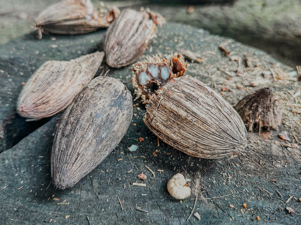 Best things to do in Iquitos - Try out jungle food