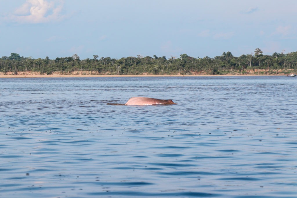 Amazon Rainforest in Peru - Pink Dolphins