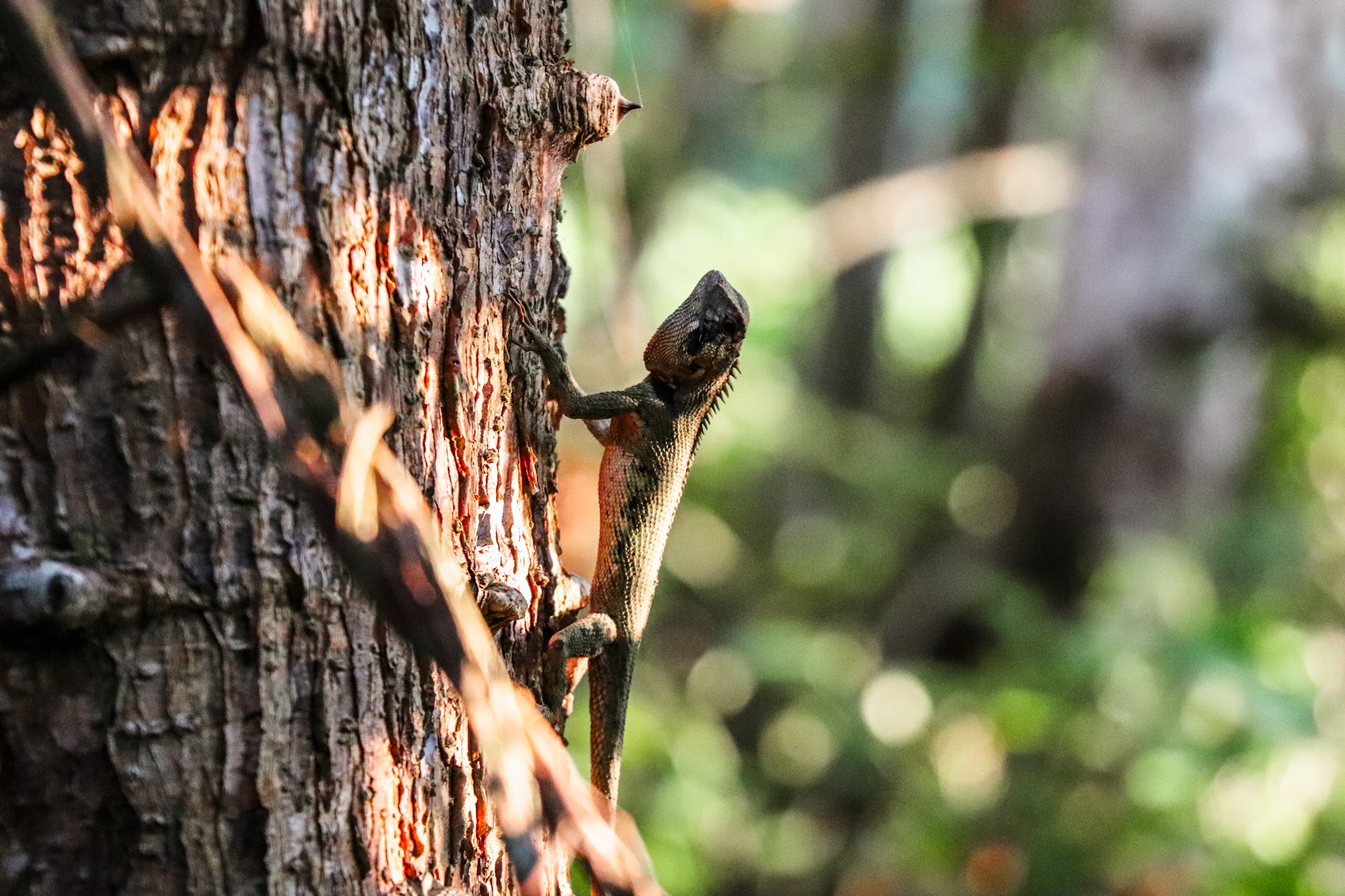 Amazon Rainforest in Peru - Salamander