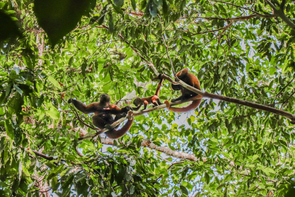 Best things to do in Iquitos: Go on a jungle adventure