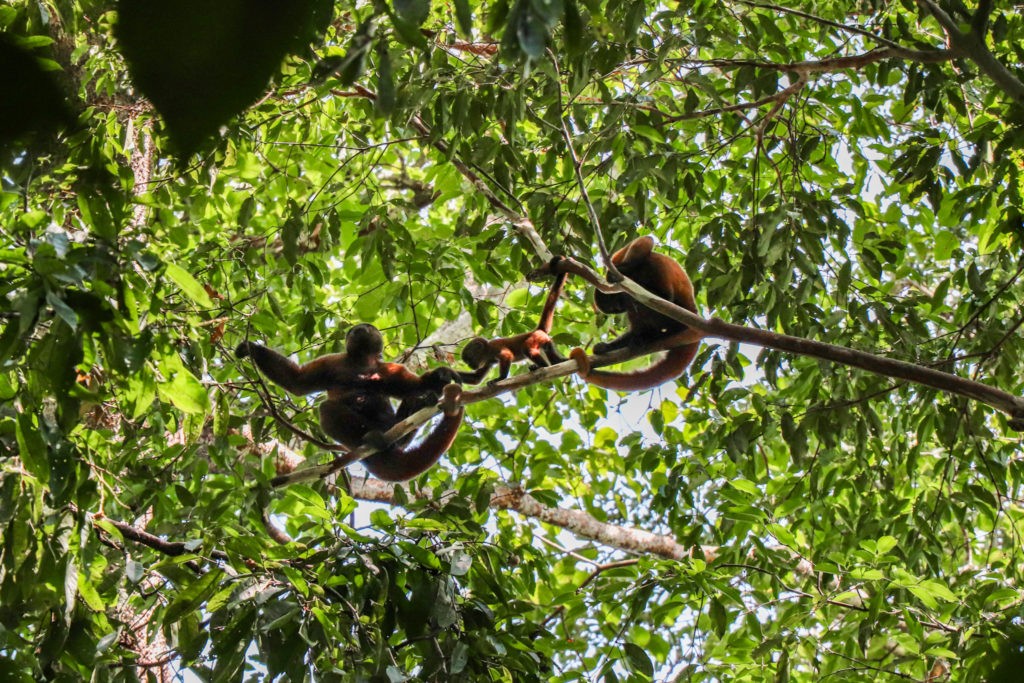 Amazon Rainforest in Peru - Monkeys on trees