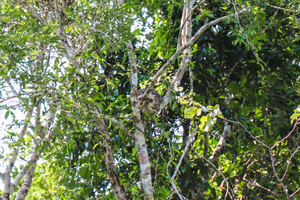 Amazon Rainforest in Peru - Sloth