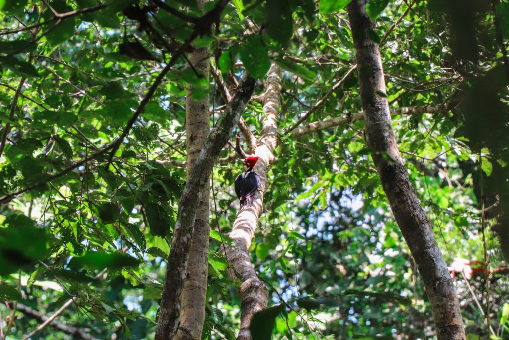 Amazon Rainforest in Peru - Bird Watching