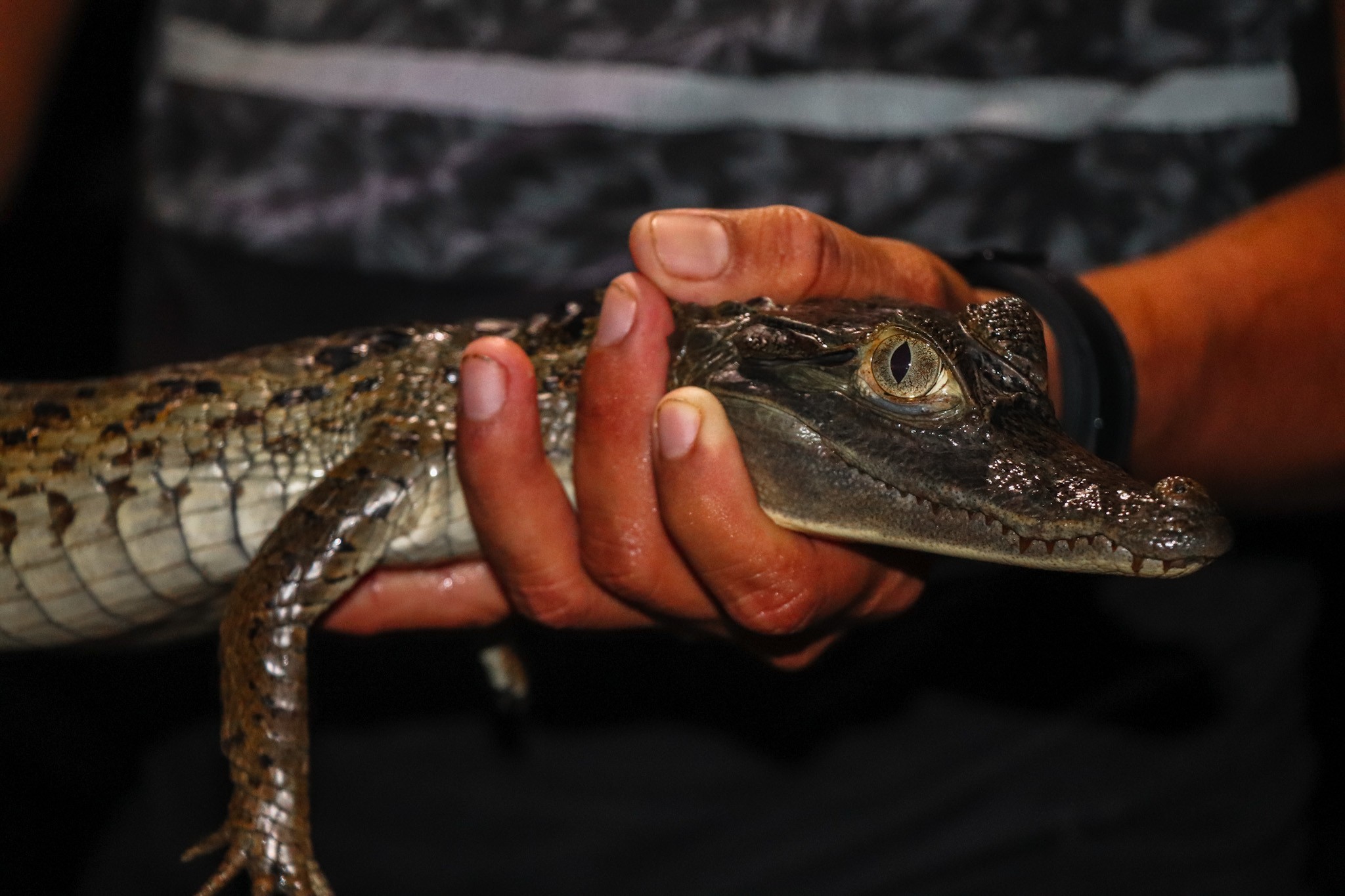 Amazon Rainforest in Peru - Black Caiman