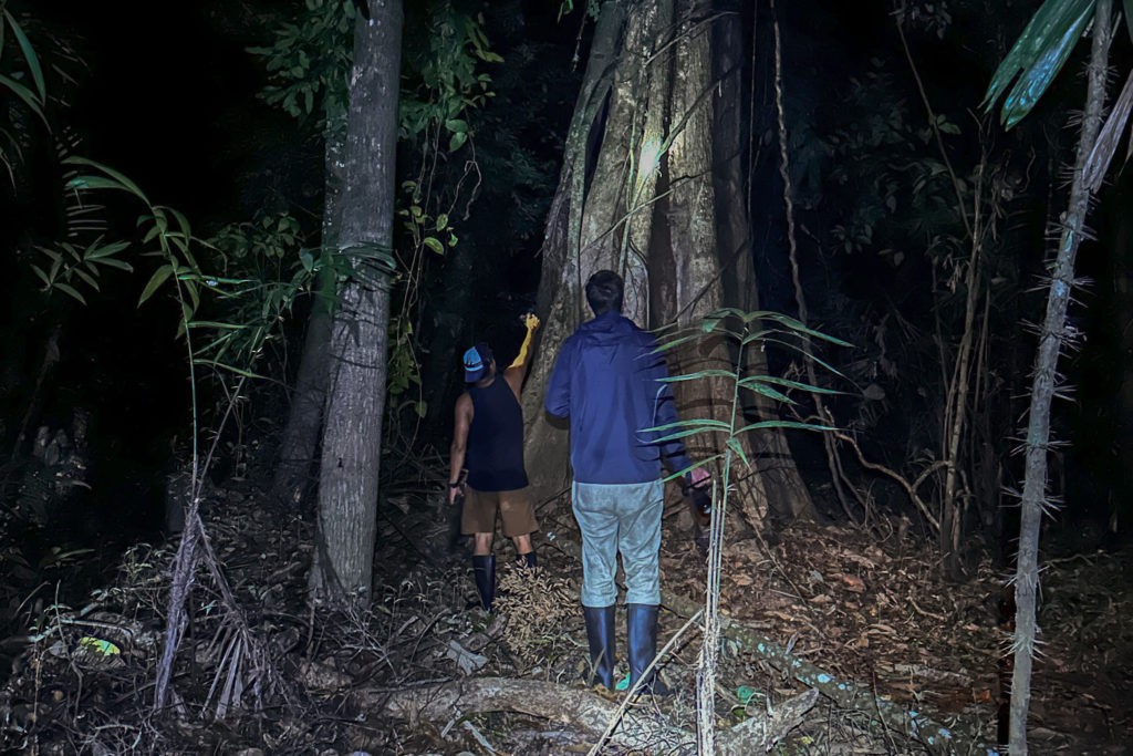 Amazon Rainforest in Peru - Night Walk