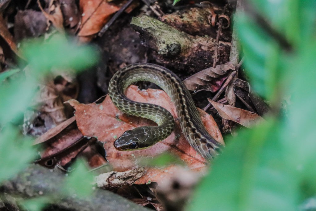 Amazon Rainforest in Peru - Snake