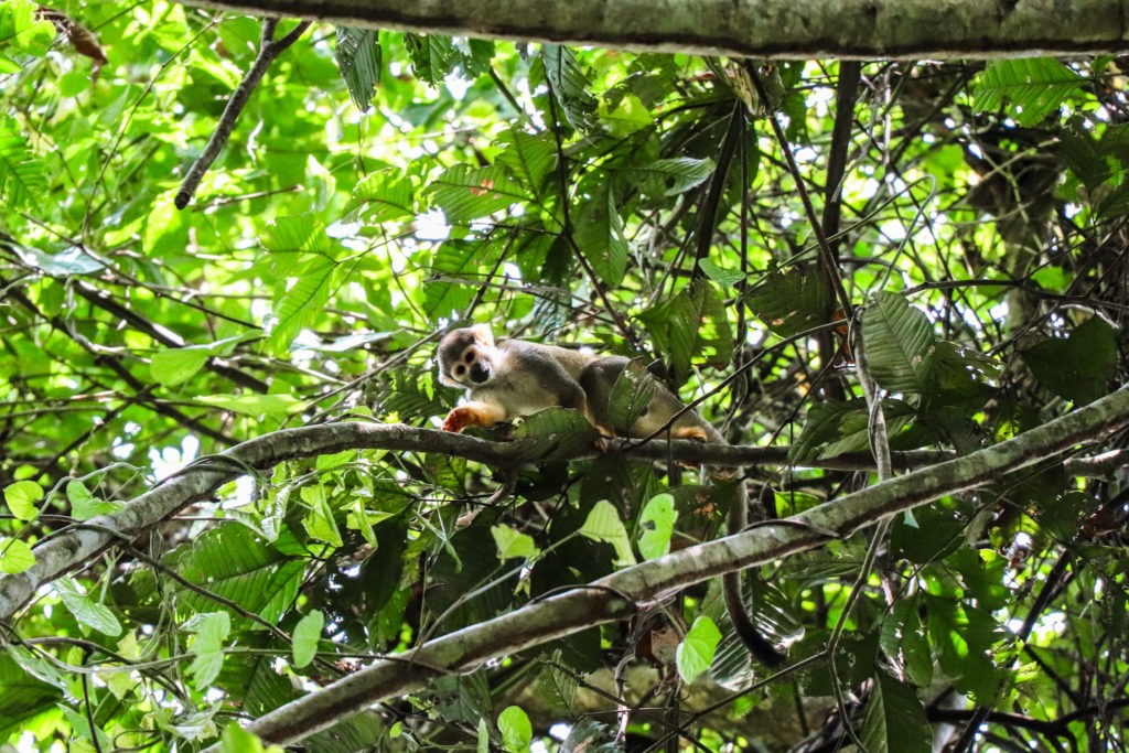 Amazon Rainforest in Peru - Monkeys