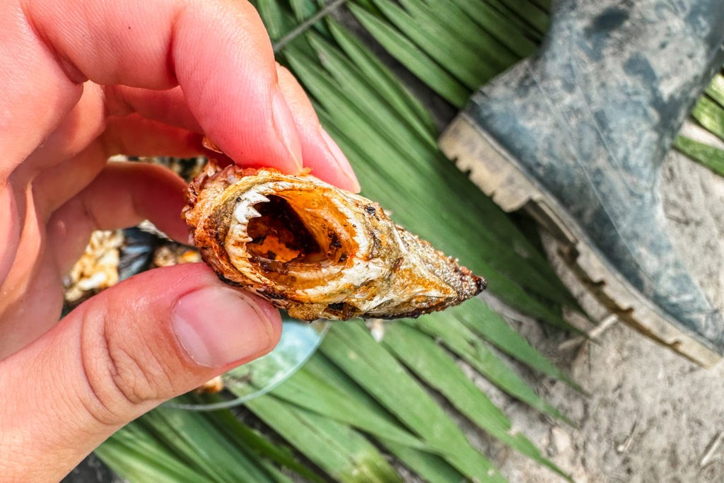 Amazon Rainforest in Peru - Piranha