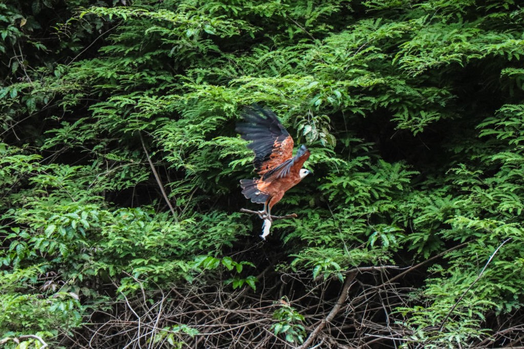 Amazon Rainforest in Peru - Bird Watching