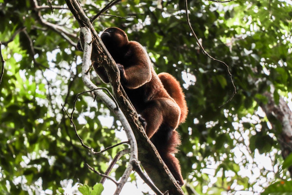 Amazon Rainforest in Peru - Monkeys