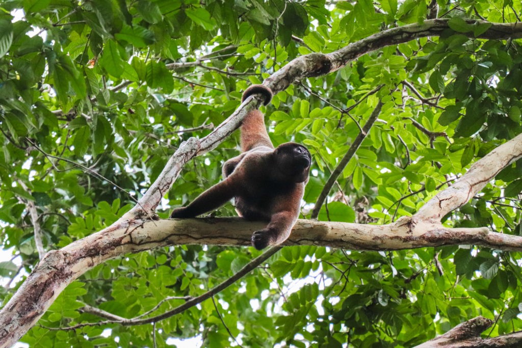 Amazon Rainforest in Peru - Monkey on tree