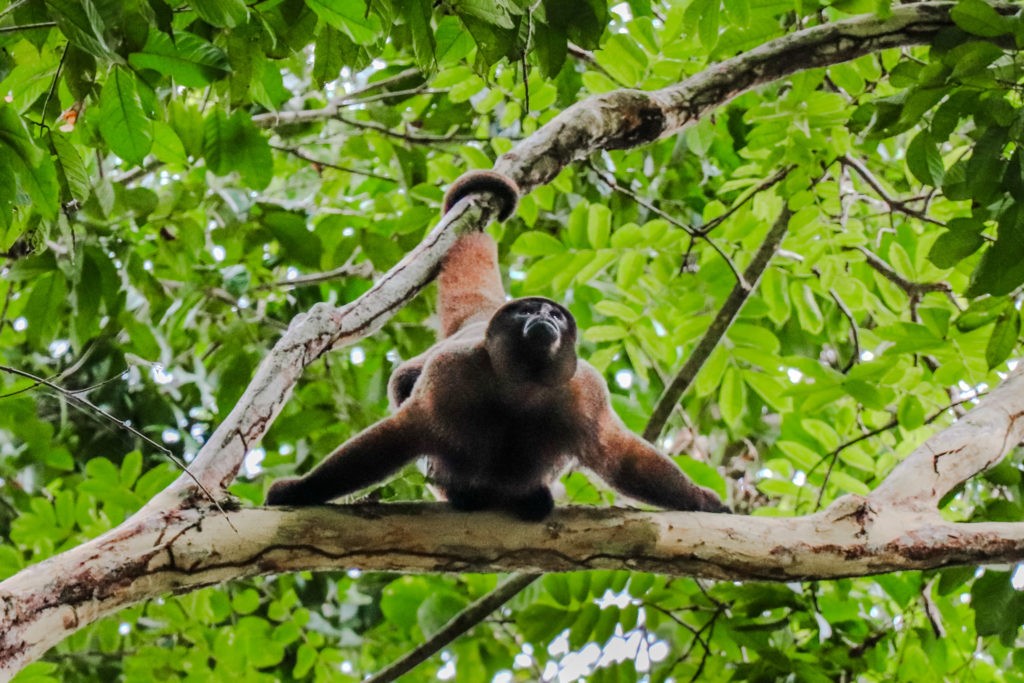 Best things to do in Iquitos: Take a boat to the Monkey Island