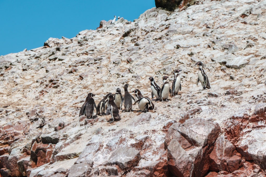 Best things to do in Paracas - go on a boat tour to the Isla Ballestas