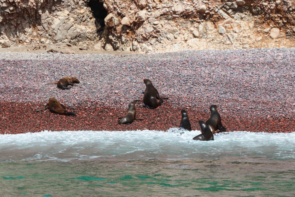 Best things to do in Paracas - go on a boat tour to the Isla Ballestas