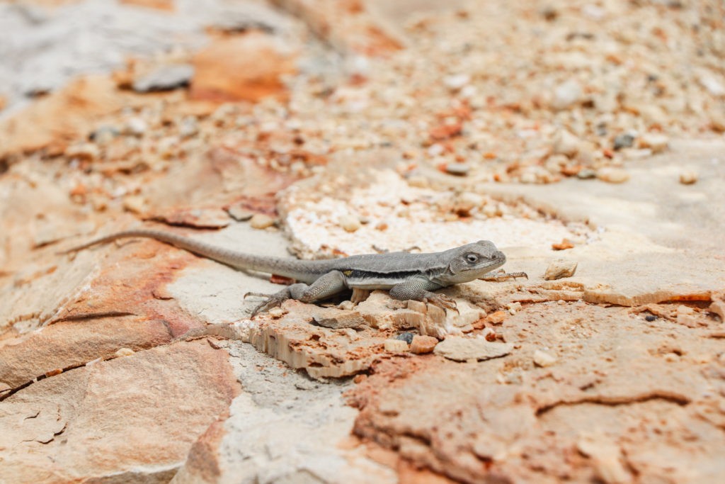 Paracas National Reserve Guide - A lizard