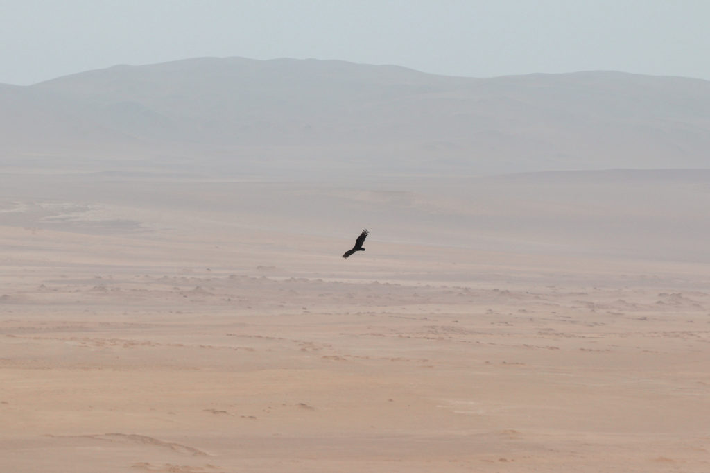 Paracas National Reserve Guide - Bird flying over the desert