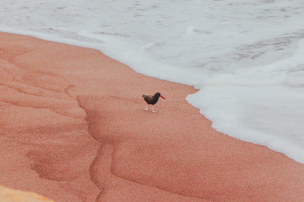 Paracas National Reserve Guide - Bird walking on Playa Roja