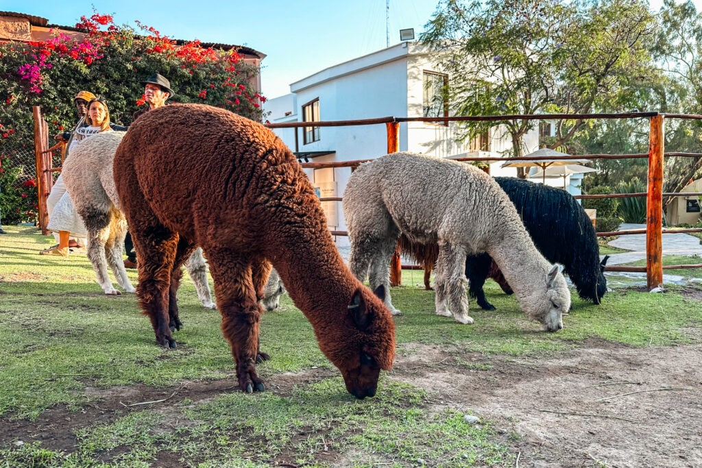 Best things to do in Arequipa: Pet lamas and alpacas in Mundo Alpaca