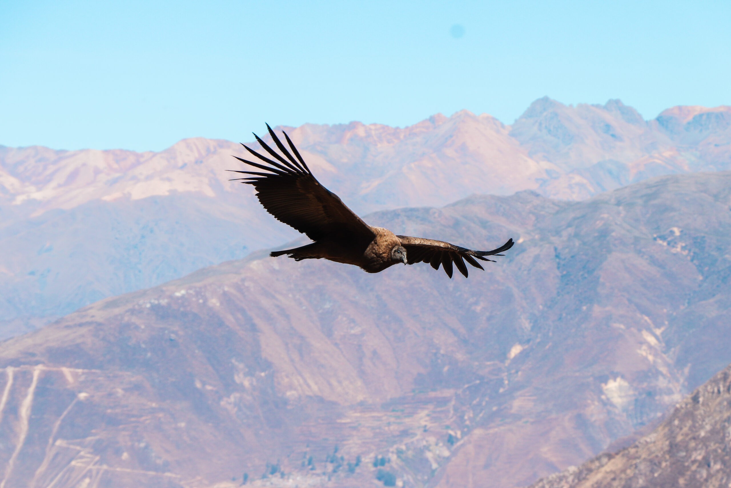 Best things to do in Arequipa: Watch Condors soaring over Colca Canyon