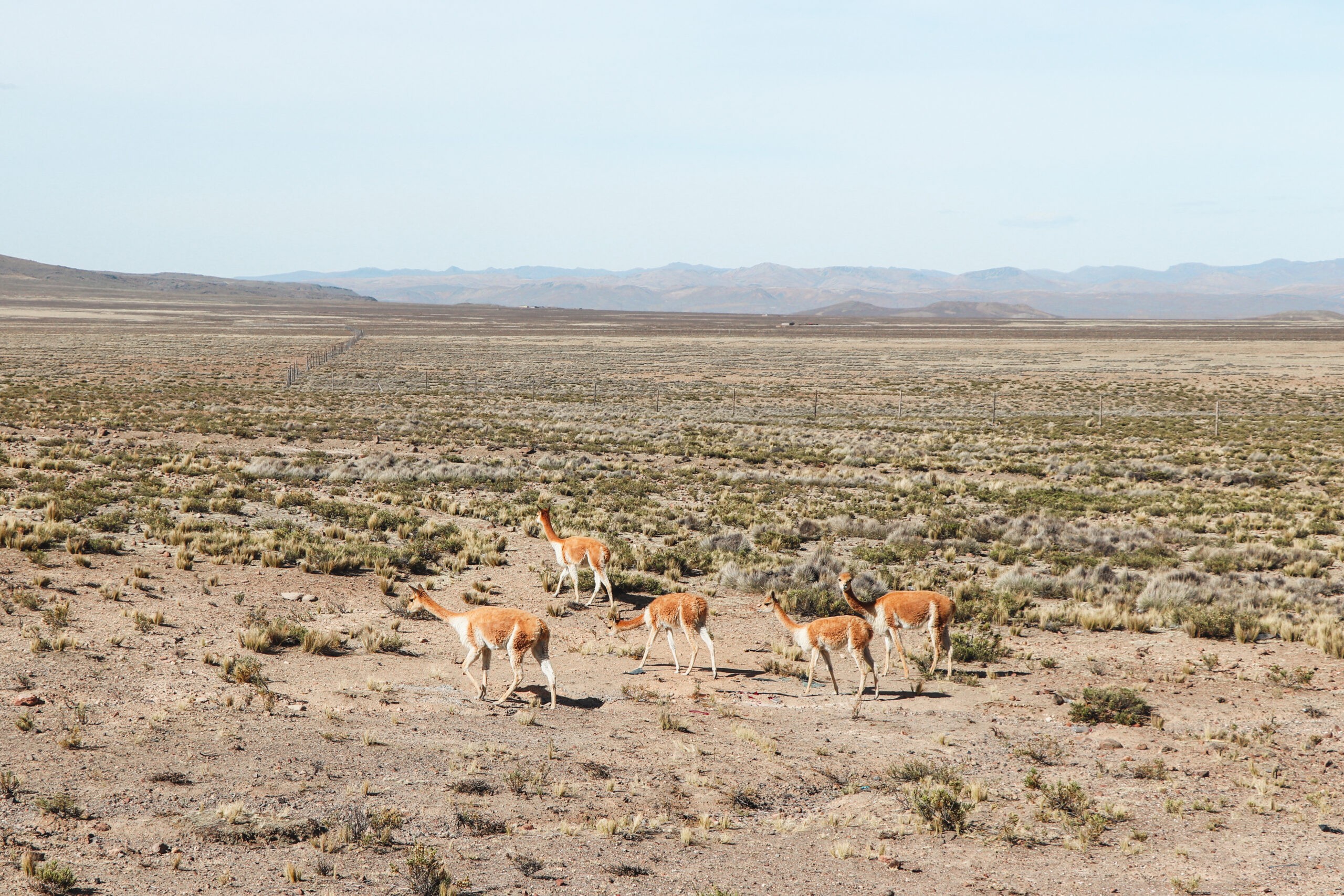 Colca Canyon Guide: Vicuñas grazing in the national reserve