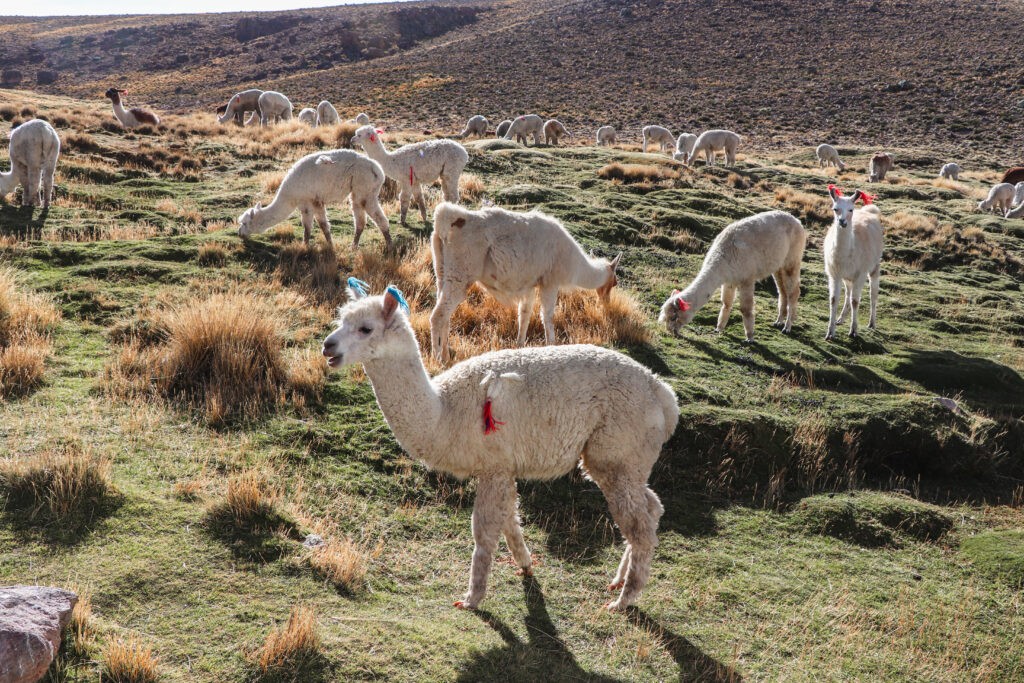 Colca Canyon Guide: Llamas and alpacas in the national reserve
