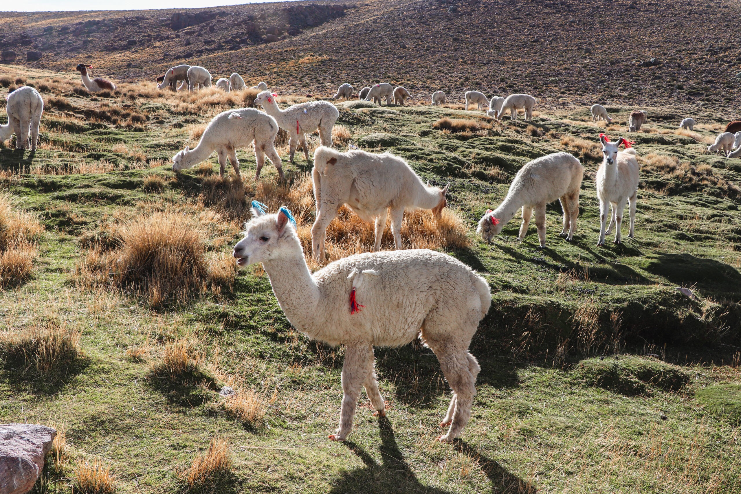 Colca Canyon Guide: Llamas and alpacas in the national reserve
